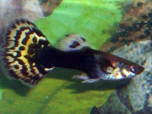 Leopard Tail Male Guppy L