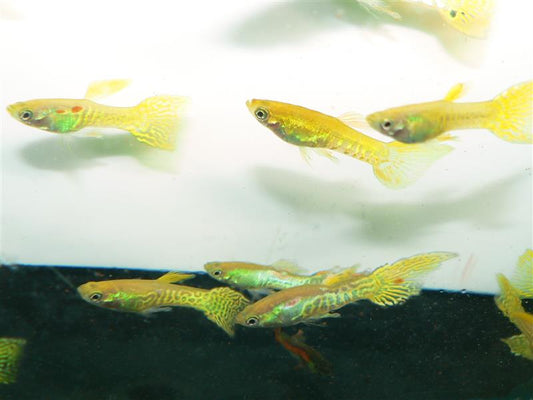 Cobra Endler Male Guppy L