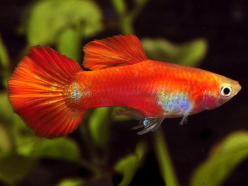 Neon Red Male Guppy L