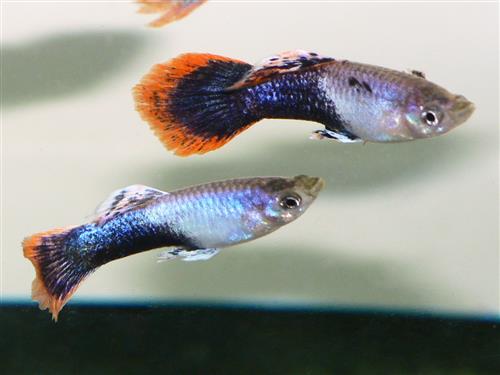 Shakthi Batik Male Guppy L