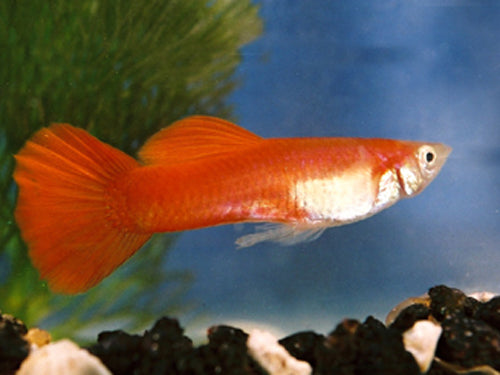 Sunset Blonde Male Guppy L