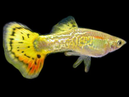 Yellow German Male Guppy L