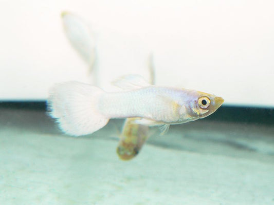 Snow White Male Guppy L