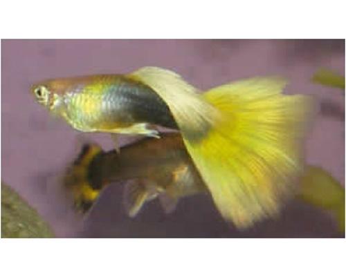 Golden Male Guppy L