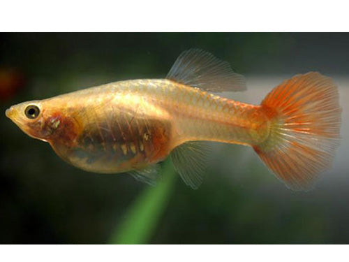 Blonde Red Female Guppy
