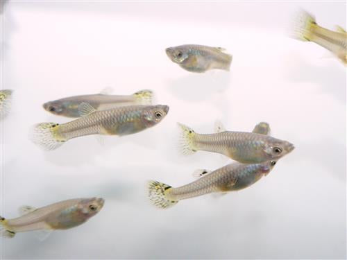 Green Cobra Female Guppy L