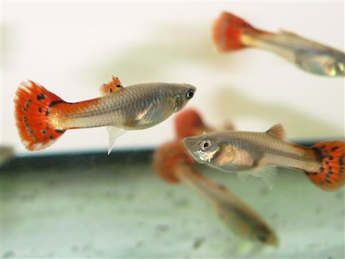 Red Cobra Female Guppy