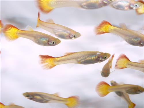 Sunset Blonde Female Guppy L