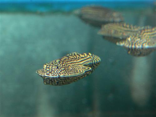 Hillstream Loach L