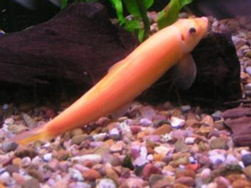 Golden Sucking Loach ML