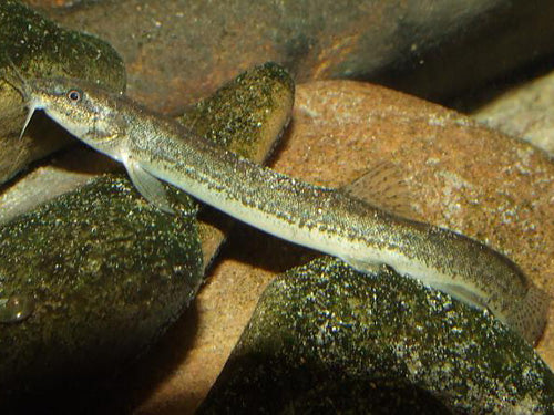 Weather Loach 4-5"