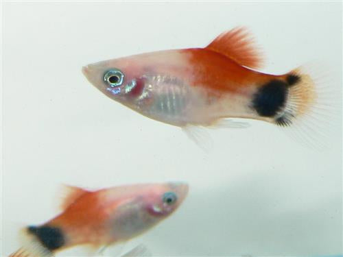 Red Top Mickey Mouse Platy L