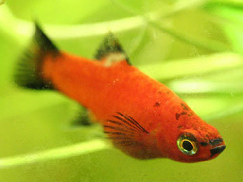 Red Wag Platy ML