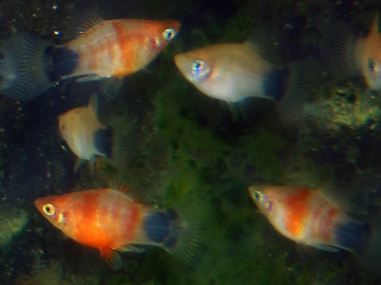Red Tiger Mickey Mouse Platy L