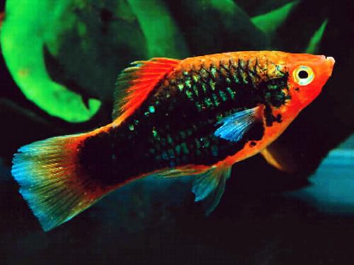 Red & Black Tuxedo Platy L