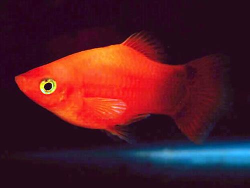 Red Coral (Balloon) Platy L