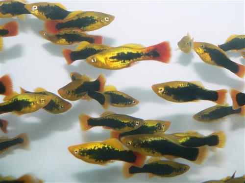 Tuxedo Variatus Platy L