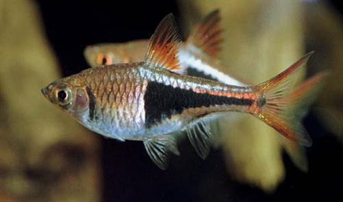 Harlequin Rasbora L
