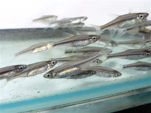 Red Line Rasbora ML
