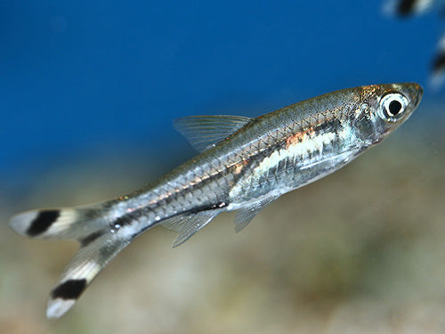 ScissorTail Rasbora XL