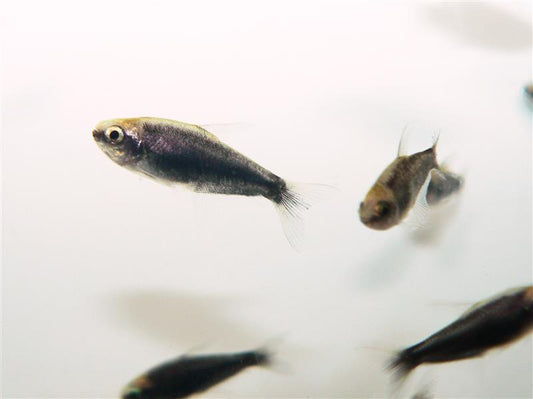 Black Emperor Tetra M