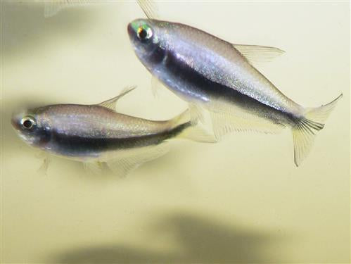 Emporer Tetra ML