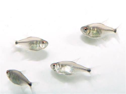 Head & Tail Light Tetras ML