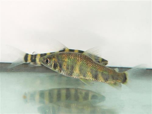 Leporinus Fasciatus M