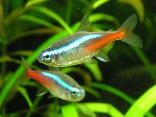 Neon Tetra XL