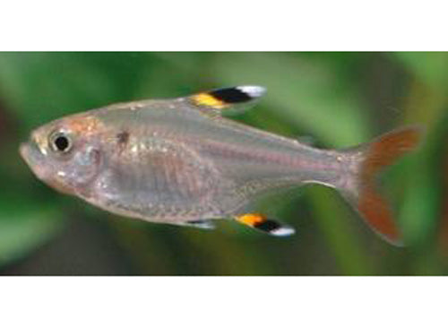 Pristella Tetra ML