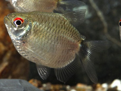 Red Eye Tetra ML