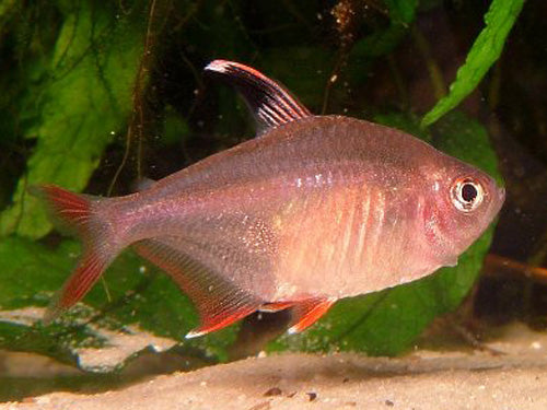 Rosy Tetra Jumbo