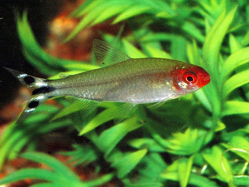 Rummy Nose Tetra L-XL