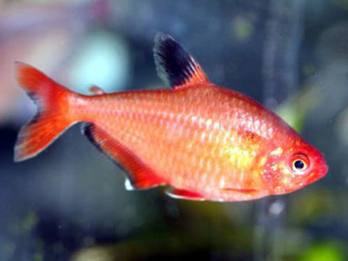 Serpae Tetra ML