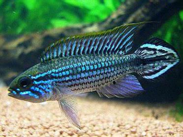 Apistogramma Agazizzi M