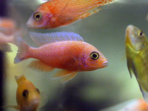 Black Eye Golden Malawi 2"