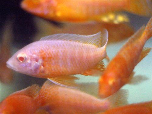 Red Eye Golden Malawi 3"