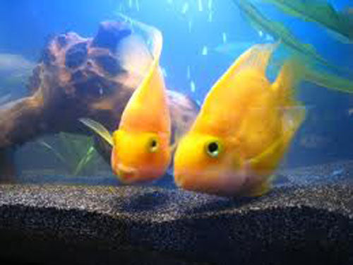 Polar Parrot Cichlid SM