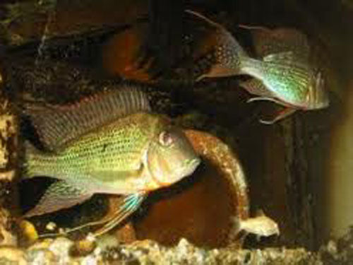 Geophagus Surinamensis 3"