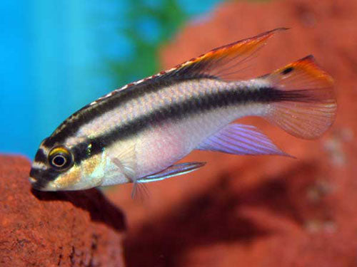 Kribensis ML