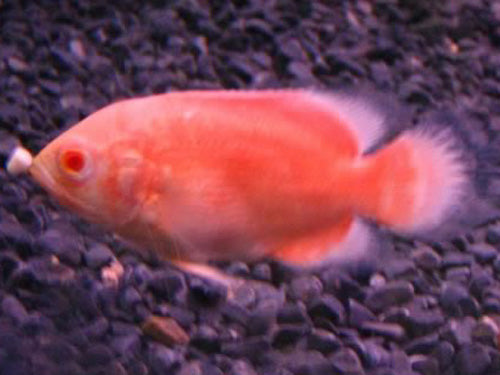 Albino Red Oscar 2"