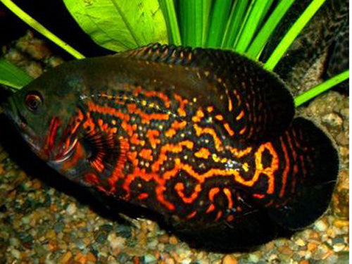 Red Tiger Oscar 2"