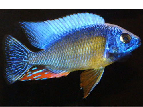 Protomelas SP (Taiwan Reef) 3"