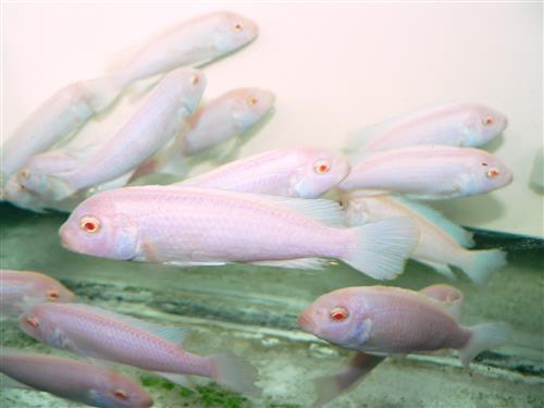 Pseudo Albino Zebra Cichlid 3"