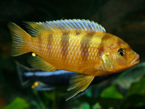 Pseudo Lombardi Kenyi 2"