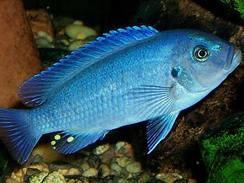 Pseudo Callaninos Blue Zebra 3"