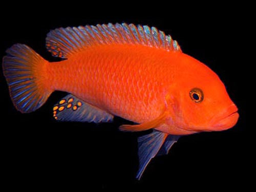 Pseudotropheus Red Zebra 2"
