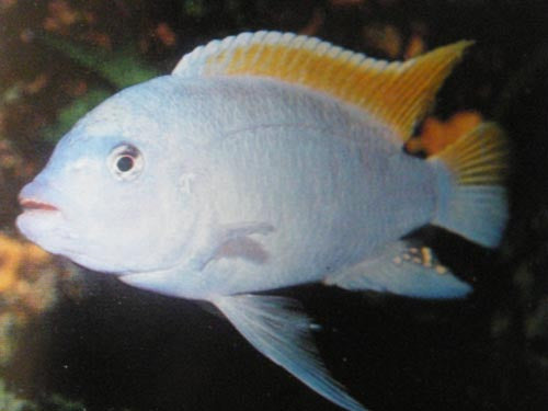 Pseudo Greshakei Ice Blue 3"