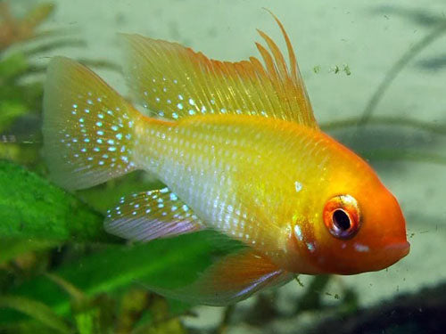 Golden Ram L