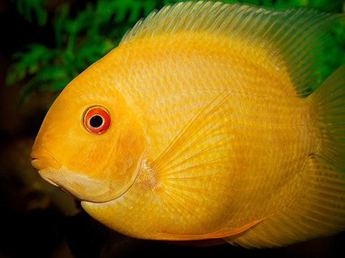 Golden Severum S